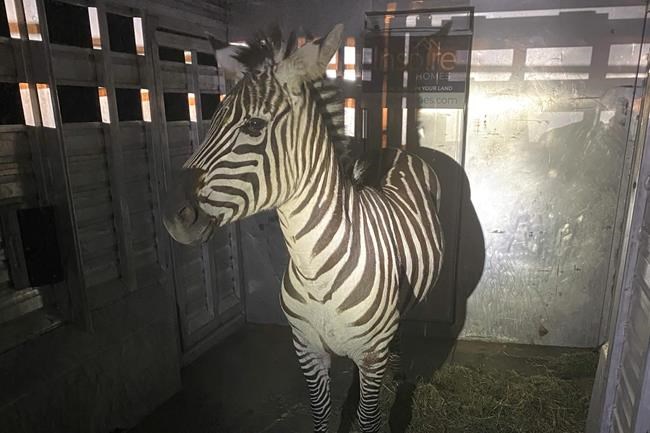 Escaped zebra captured near Seattle after gallivanting around Cascade mountain foothills for days | iNFOnews.ca Escaped zebra captured near Seattle after gallivanting around Cascade mountain foothills for days | iNFOnews.ca