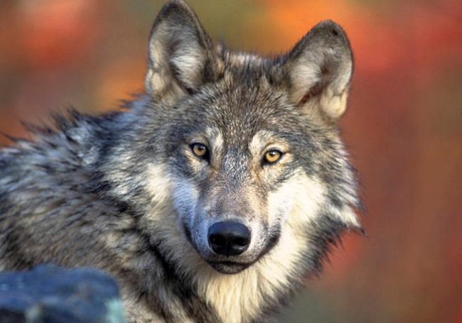 Wisconsin judge dismisses lawsuit challenging state's new wolf management plan | iNFOnews.ca Wisconsin judge dismisses lawsuit challenging state's new wolf management plan | iNFOnews.ca