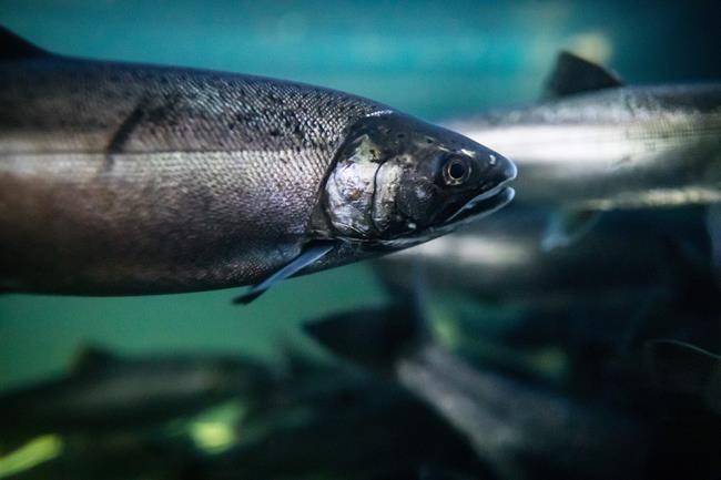 Environment Canada agrees to priority assessment for chemical linked to salmon deaths | iNFOnews.ca