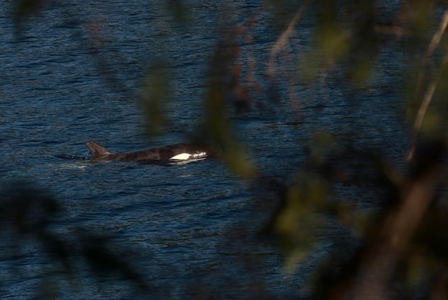 Orca pod spotted in vicinity of orphan B.C. killer whale, but no evidence of family | iNFOnews.ca