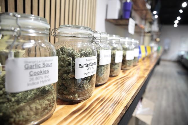 3rd try at approving recreational marijuana in South Dakota makes the ballot | iNFOnews.ca 3rd try at approving recreational marijuana in South Dakota makes the ballot | iNFOnews.ca