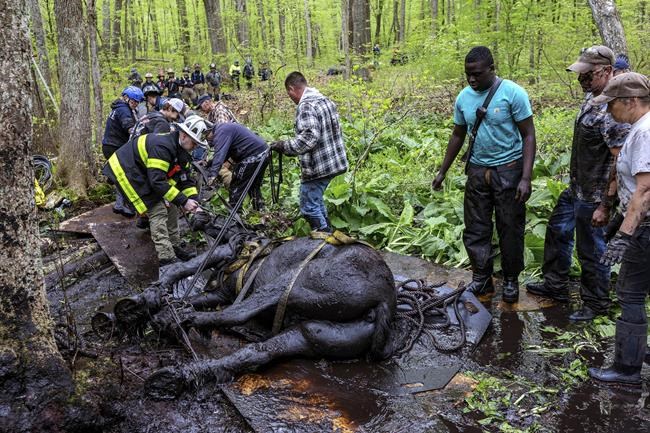Rescuers free 2 horses stuck in the mud in Connecticut | iNFOnews.ca