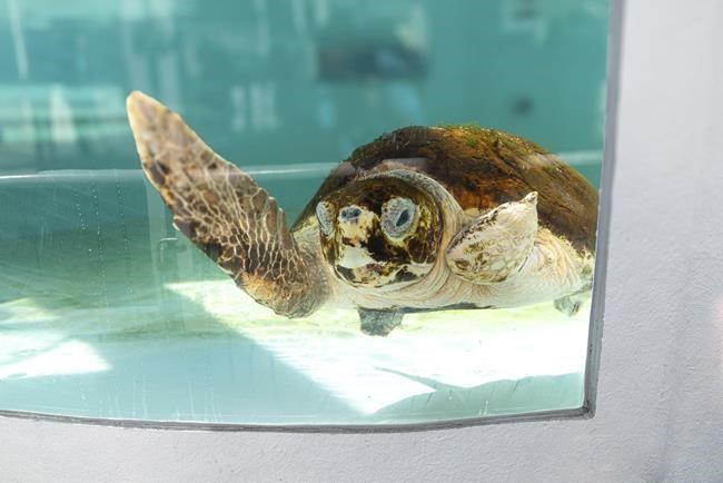 2 injured loggerhead turtles triumphantly crawl into the Atlantic after rehabbing in Florida | iNFOnews.ca 2 injured loggerhead turtles triumphantly crawl into the Atlantic after rehabbing in Florida | iNFOnews.ca