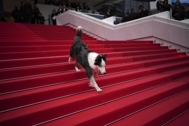 Messi the dog comes to Cannes for an encore | iNFOnews.ca Messi the dog comes to Cannes for an encore | iNFOnews.ca