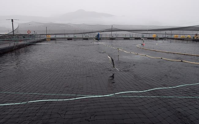 B.C. First Nation to reactivate judicial review of DFO's salmon farm virus policy | iNFOnews.ca