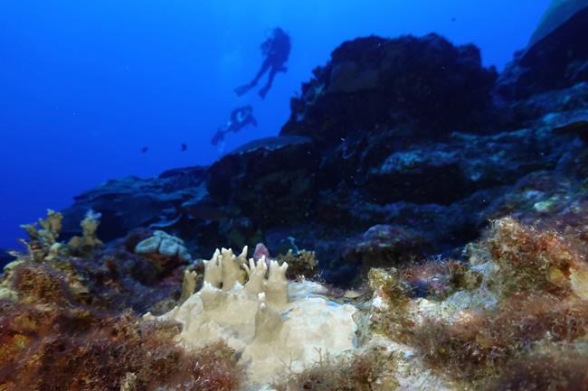 Experts say coral reef bleaching near record level globally because of 'crazy' ocean heat | iNFOnews.ca