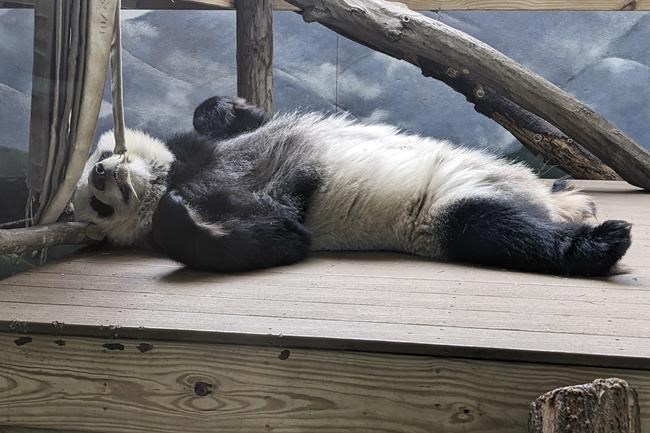 The last pandas at any US zoo are expected to leave Atlanta for China this fall | iNFOnews.ca The last pandas at any US zoo are expected to leave Atlanta for China this fall | iNFOnews.ca