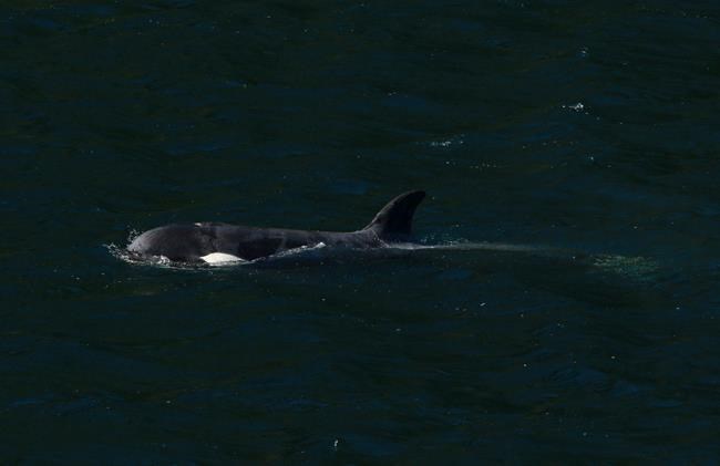 Orphan orca's extended family spotted off northeast side of Vancouver Island | iNFOnews.ca Orphan orca's extended family spotted off northeast side of Vancouver Island | iNFOnews.ca