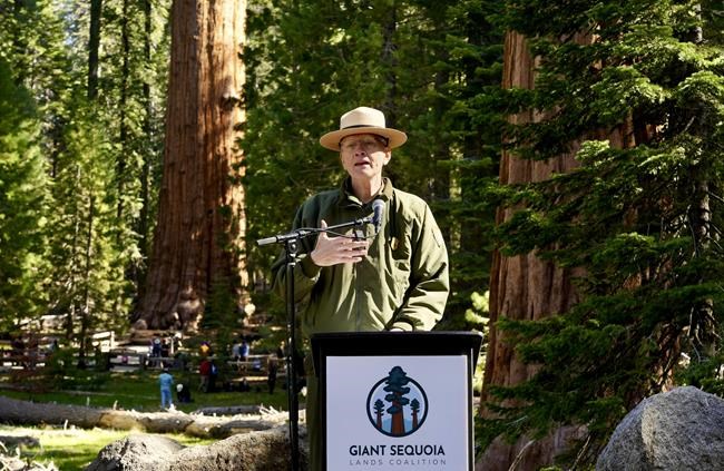 General Sherman passes health check but world's largest trees face growing climate threats | iNFOnews.ca General Sherman passes health check but world's largest trees face growing climate threats | iNFOnews.ca