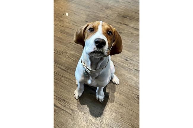 A woman took her dog to a shelter to be euthanized. A year later, the dog is up for adoption again. | iNFOnews.ca A woman took her dog to a shelter to be euthanized. A year later, the dog is up for adoption again. | iNFOnews.ca