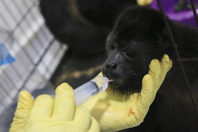 Heat-related monkey deaths are now reported in several Mexican states | iNFOnews.ca
