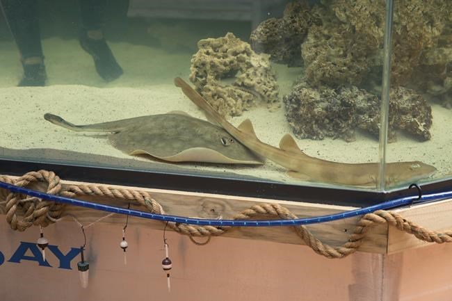 A pregnant stingray with no male companion now has a 'reproductive disease,' aquarium says | iNFOnews.ca A pregnant stingray with no male companion now has a 'reproductive disease,' aquarium says | iNFOnews.ca