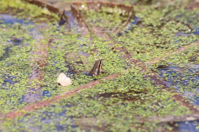 Federal government says funding has restored threatened frog's habitat in Quebec | iNFOnews.ca