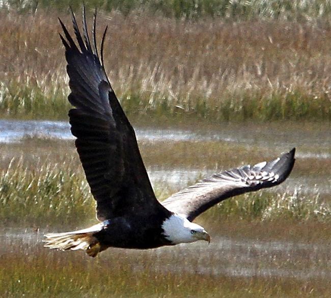 New Jersey plans to drop the bald eagle from its endangered species list | iNFOnews.ca