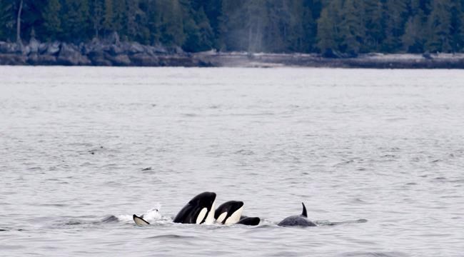 Speed restrictions, B.C. fishery closures, aim to protect southern killer whales | iNFOnews.ca Speed restrictions, B.C. fishery closures, aim to protect southern killer whales | iNFOnews.ca