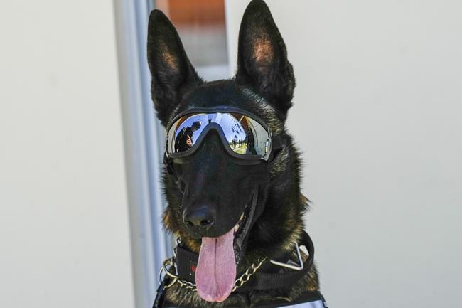 5 dogs with military intelligence unit in violence-plagued Ecuador given medals for service | iNFOnews.ca