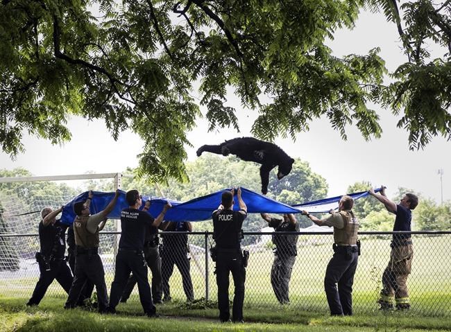 A tranquilized black bear takes a dive from a tree, falls into a waiting tarp | iNFOnews.ca