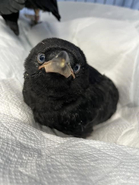 See a goofy-looking bird on the ground? It's likely a baby and it's fine, experts say | iNFOnews.ca
