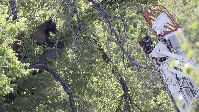 Bear survives hard fall from tree near downtown Salt Lake City | iNFOnews.ca