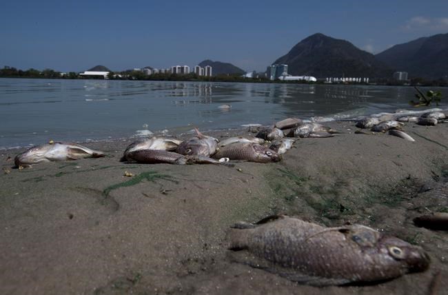 An overdue Olympic pledge to restore Rio de Janeiro’s lagoons is finally taking shape | iNFOnews.ca An overdue Olympic pledge to restore Rio de Janeiro’s lagoons is finally taking shape | iNFOnews.ca