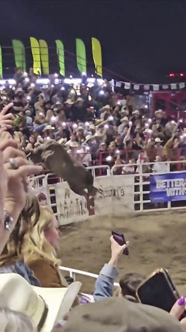 Rodeo bull hops fence at Oregon arena, injures three before capture | iNFOnews.ca Rodeo bull hops fence at Oregon arena, injures three before capture | iNFOnews.ca