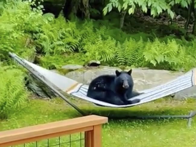 Young bear spotted relaxing on a hammock in a Vermont yard | iNFOnews.ca Young bear spotted relaxing on a hammock in a Vermont yard | iNFOnews.ca