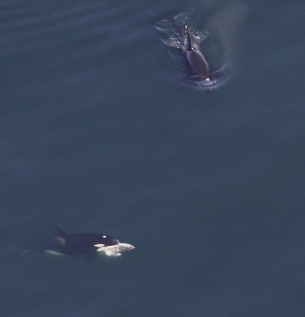 Large whale group spotted off New England includes orca eating a tuna, dozens of endangered species | iNFOnews.ca Large whale group spotted off New England includes orca eating a tuna, dozens of endangered species | iNFOnews.ca
