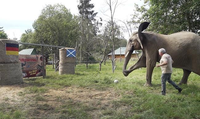 With a big kick, Bubi the elephant oracle predicts Germany to win Euro 2024 opener | iNFOnews.ca With a big kick, Bubi the elephant oracle predicts Germany to win Euro 2024 opener | iNFOnews.ca