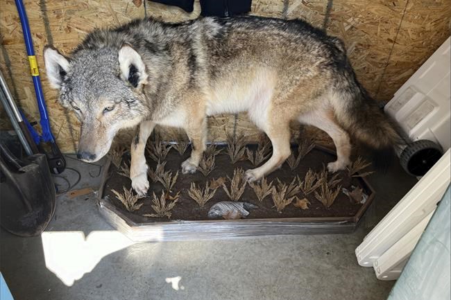 A gray wolf was killed in southern Michigan. Experts remain stumped about how it got there. | iNFOnews.ca A gray wolf was killed in southern Michigan. Experts remain stumped about how it got there. | iNFOnews.ca