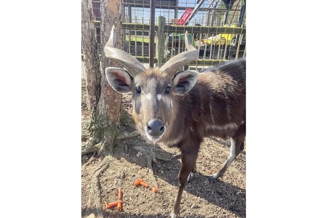 Zoo in Tennessee blames squeezable food pouch for beloved antelope's death | iNFOnews.ca Zoo in Tennessee blames squeezable food pouch for beloved antelope's death | iNFOnews.ca