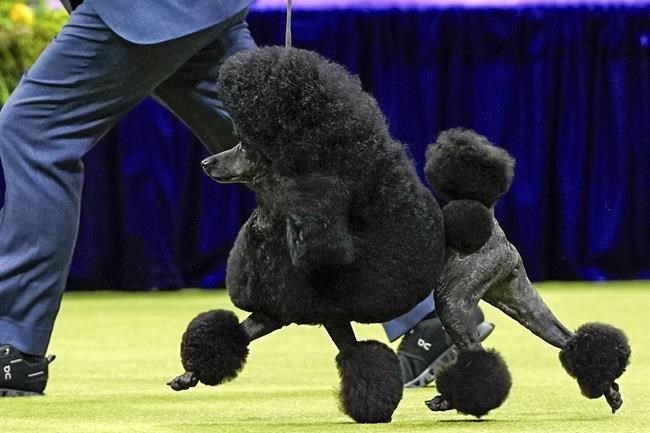 Dogs' digs at the Garden: Westminster show returning to Madison Square Garden next year | iNFOnews.ca