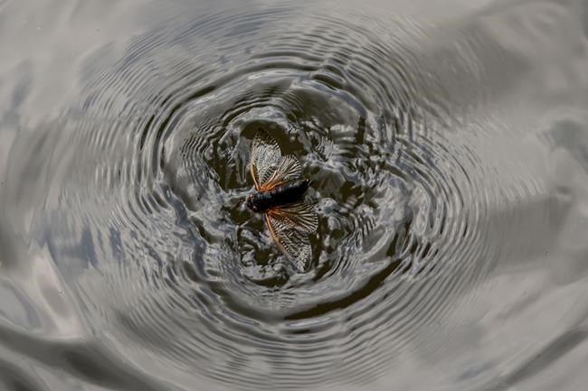 Think cicadas are weird? Check out superfans, who eat the bugs, use them in art and even striptease | iNFOnews.ca
