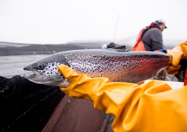 Feds delay B.C.'s open-net salmon farms closure until 2029, offer five-year renewals | iNFOnews.ca