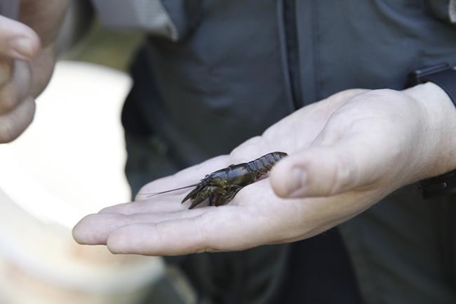 For the endangered Nashville crayfish, its rebound is both good and bad news | iNFOnews.ca