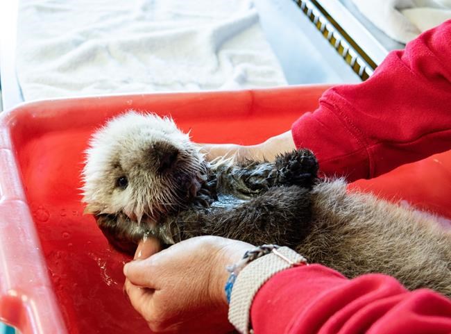 Rescuers 'cautiously optimistic' about survival of weeks-old B.C. sea otter pup | iNFOnews.ca