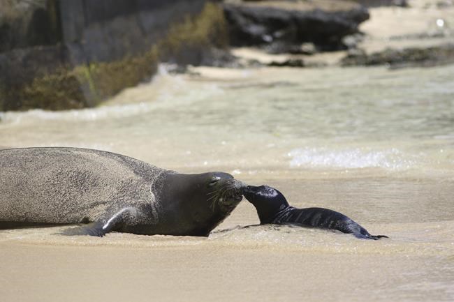 Hawaii residents fined $20K after Hawaiian monk seal pup mauled by unleashed dogs | iNFOnews.ca Hawaii residents fined $20K after Hawaiian monk seal pup mauled by unleashed dogs | iNFOnews.ca