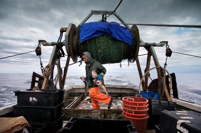 Federal government ends northern cod moratorium in Newfoundland after 32 years | iNFOnews.ca Federal government ends northern cod moratorium in Newfoundland after 32 years | iNFOnews.ca