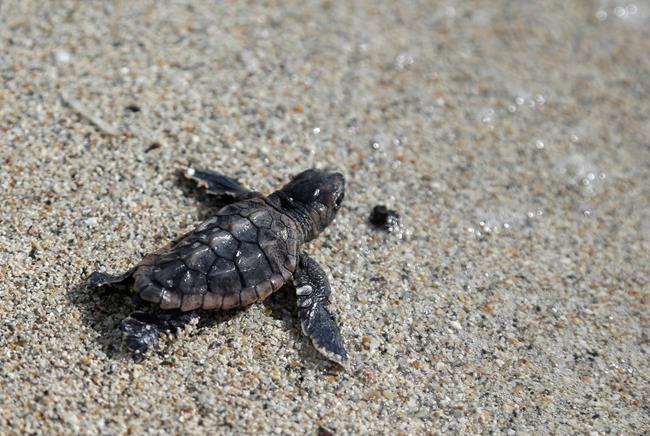 Florida's balloon ban will protect sea turtles, birds and other marine life | iNFOnews.ca Florida's balloon ban will protect sea turtles, birds and other marine life | iNFOnews.ca