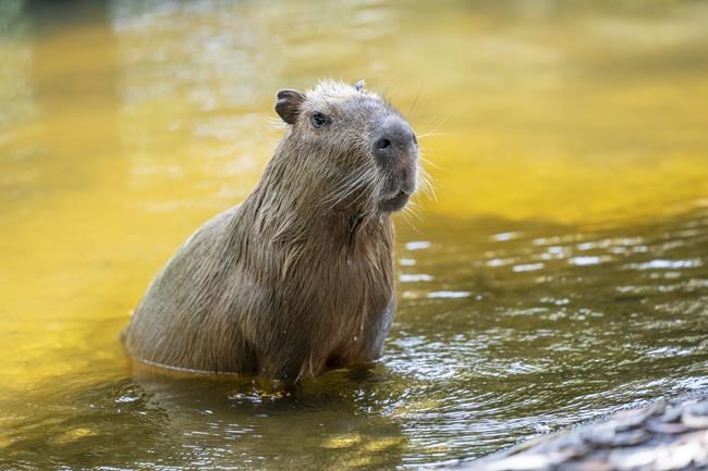 Female capybara goes to Florida as part of a breeding program for the large South American rodents | iNFOnews.ca