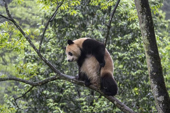 Pair of giant pandas from China arrive safely at San Diego Zoo | iNFOnews.ca Pair of giant pandas from China arrive safely at San Diego Zoo | iNFOnews.ca