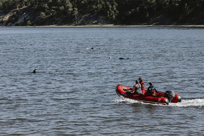 Up to 125 Atlantic white-sided dolphins stranded in Cape Cod waters | iNFOnews.ca