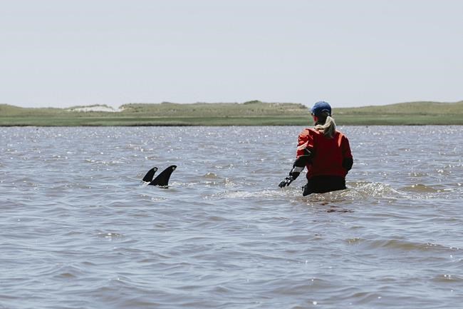 Animal rescuers try to keep dozens of dolphins away from Cape Cod shallows after mass stranding | iNFOnews.ca