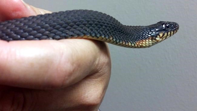 Yes, some animals can have babies without a mate. Here's how | iNFOnews.ca Yes, some animals can have babies without a mate. Here's how | iNFOnews.ca
