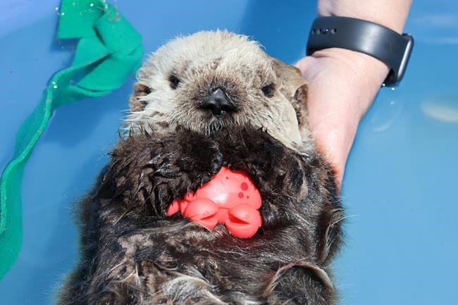 In otter news, orphaned B.C. pup is thriving but unlikely to return to wild | iNFOnews.ca In otter news, orphaned B.C. pup is thriving but unlikely to return to wild | iNFOnews.ca