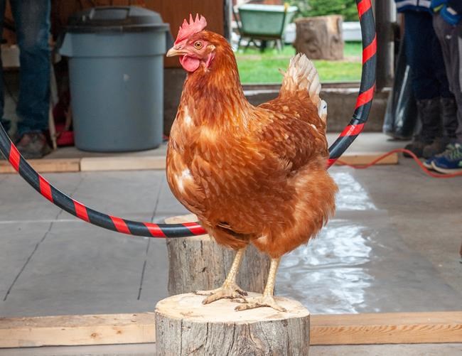 Intelligent B.C. chicken Lacey pecks her way to Guinness World Record | iNFOnews.ca
