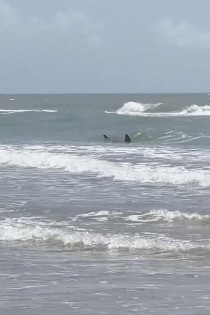 Shark attacks reported at Texas' South Padre Island; 2 people bitten, at least 1 severely | iNFOnews.ca