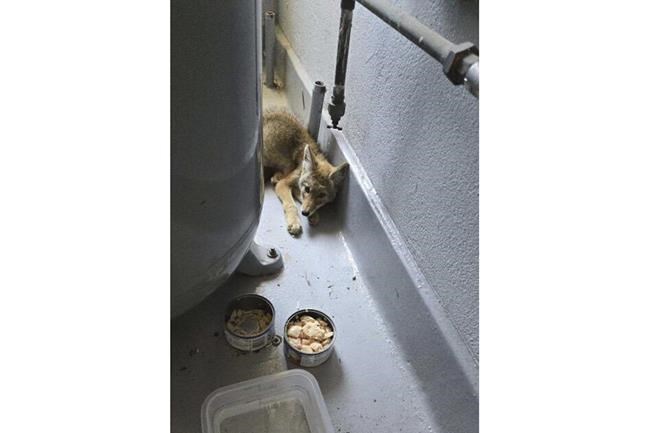 California firefighters rescue dehydrated coyote pup without a mom | iNFOnews.ca California firefighters rescue dehydrated coyote pup without a mom | iNFOnews.ca