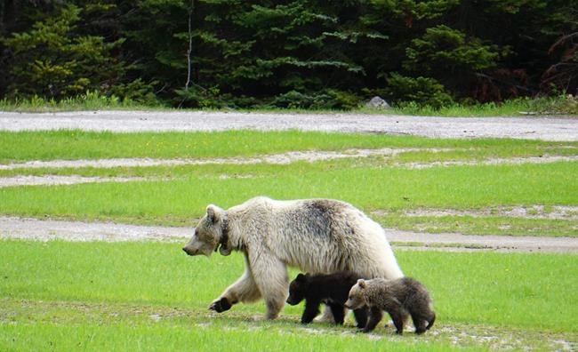 After highway death of a beloved bear in B.C., experts look for lessons | iNFOnews.ca After highway death of a beloved bear in B.C., experts look for lessons | iNFOnews.ca