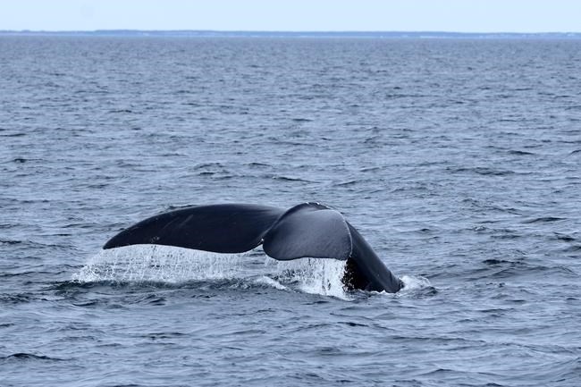 Whale rescue teams hoping to disentangle right whale in St. Lawrence Estuary | iNFOnews.ca Whale rescue teams hoping to disentangle right whale in St. Lawrence Estuary | iNFOnews.ca