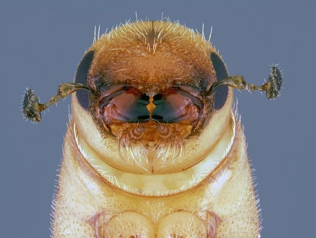 Louisiana lawmakers work to address 'silent danger' of thousands of dead and beetle-infested trees | iNFOnews.ca Louisiana lawmakers work to address 'silent danger' of thousands of dead and beetle-infested trees | iNFOnews.ca